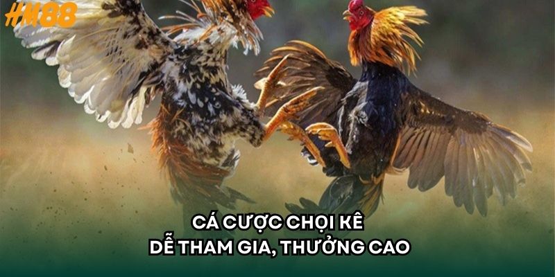 Cá cược chọi kê dễ tham gia, thưởng cao