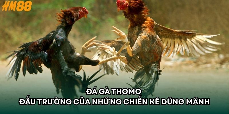 Đá gà thomo - Đấu trường của những chiến kê dũng mãnh