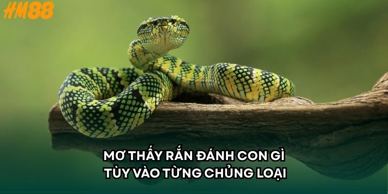 Mơ thấy rắn đánh con gì tùy vào từng chủng loại