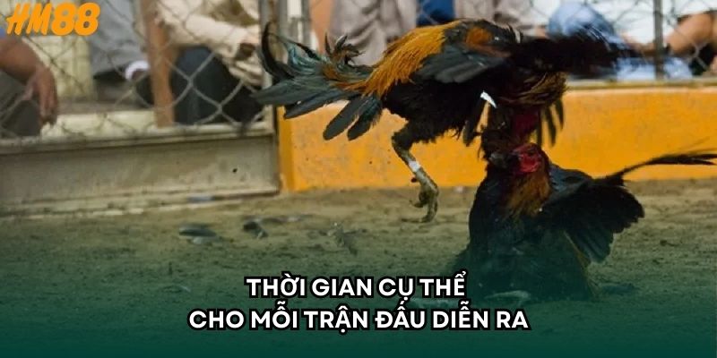 Thời gian cụ thể cho mỗi trận đấu diễn ra