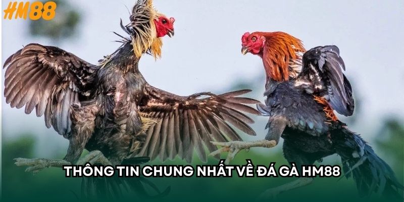 Thông tin chung nhất về đá gà HM88