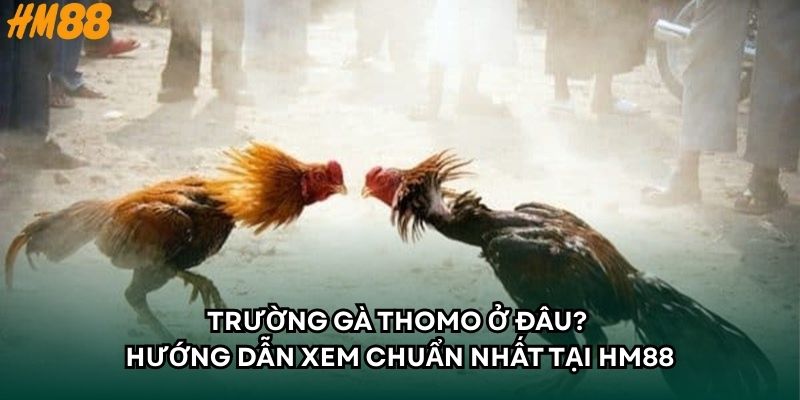 Trường gà thomo ở đâu? Hướng dẫn xem chuẩn nhất tại HM88